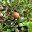 Bearberry