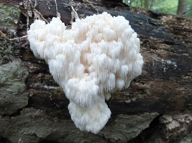 Hericium americanum