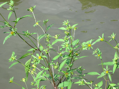 Bidens frondosa