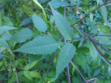 beggartick leaves