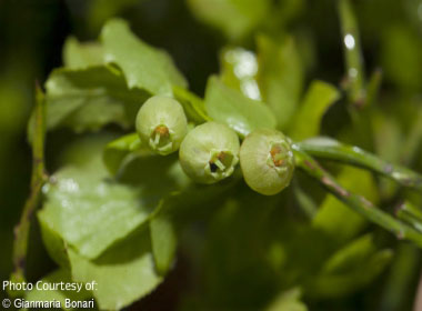 Vaccinium myrtillus young berries