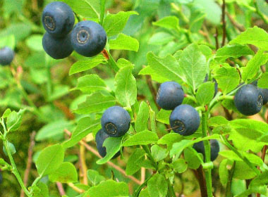 Vaccinium myrtillus