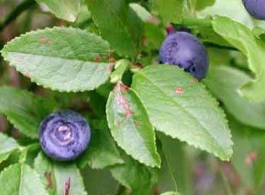 bilberry leaves