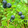 Bilberry