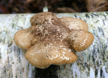 Fomitopsis betulina