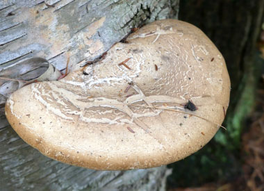 Piptoporus betulinus