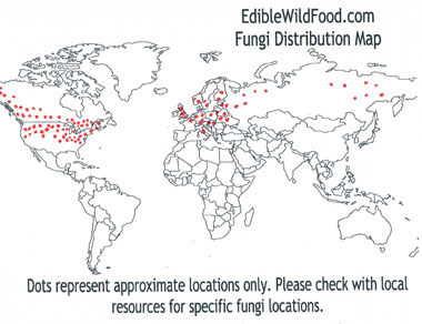 birch polypore distribution