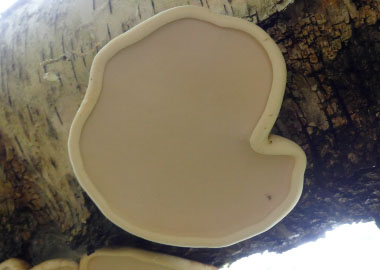 birch polypore pores