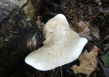 birch polypore