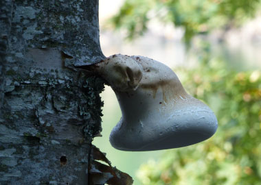 mature birch polypore