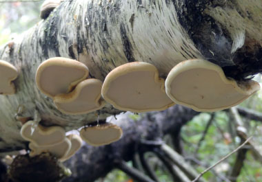 young birch polypores