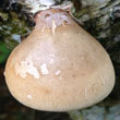 Birch Polypore