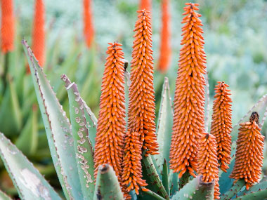 aloe ferox