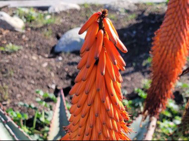 bitter aloe flower