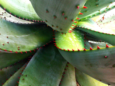 bitter aloe leaves