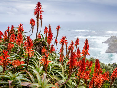 bitter aloe plants