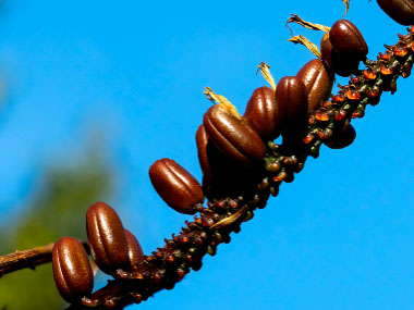 bitter aloe seeds