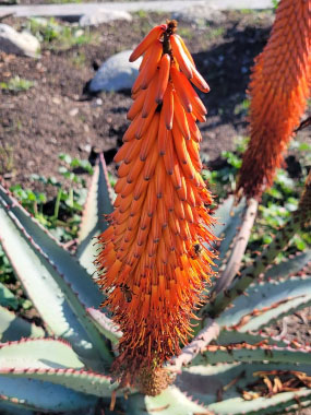 bitter aloe vertical