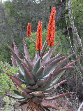 cape aloe