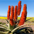 Bitter Aloe