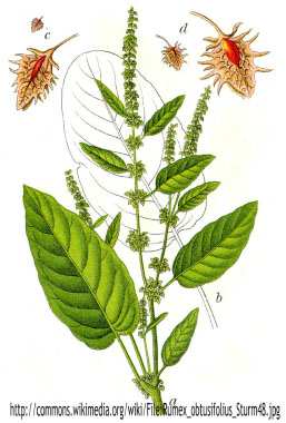 Rumex_obtusifolius_drawing