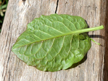 back view bitter dock leaf