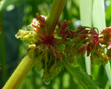 bitter dock flower closeup