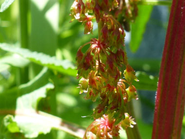 bitter dock flowers