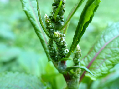 bitter dock new flower growth