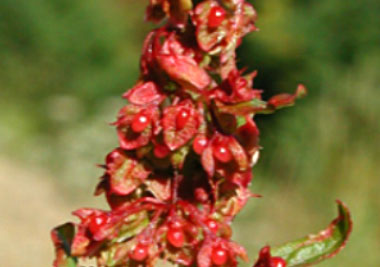 bitter dock seeds