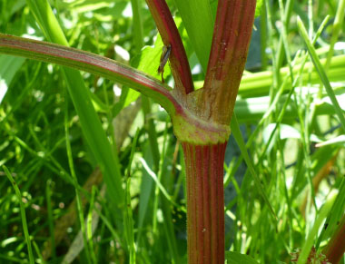 bitter dock stem