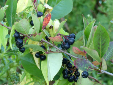 Aronia melanocarpa