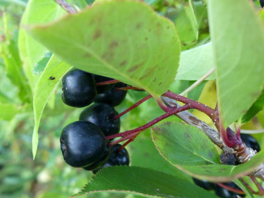 Black seeded chokeberry