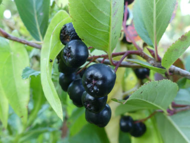 black chokeberries