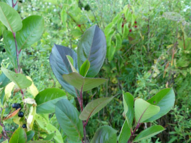 black chokeberry bush