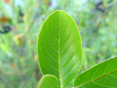 black chokeberry leaf