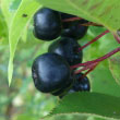 Black Chokeberry