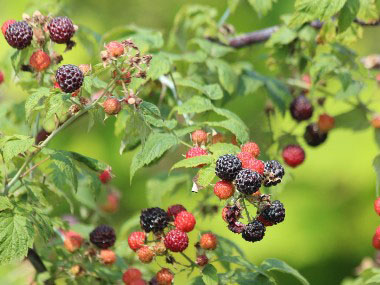 Rubus occidentalis