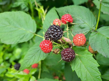 black raspberries