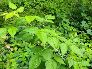 black raspberry bush