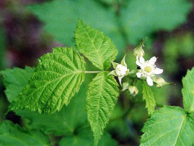 black raspberry flower