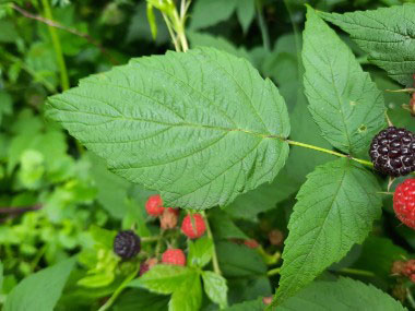 raspberry leaves