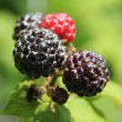 Black Raspberry