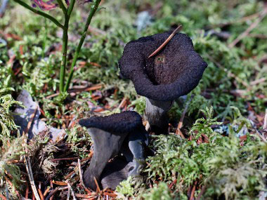 Craterellus fallax