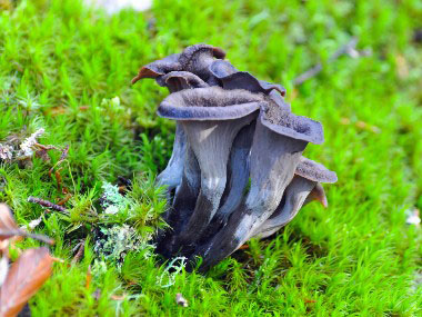 black chanterelles