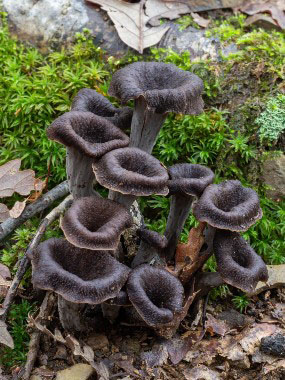 black trumpet fungi