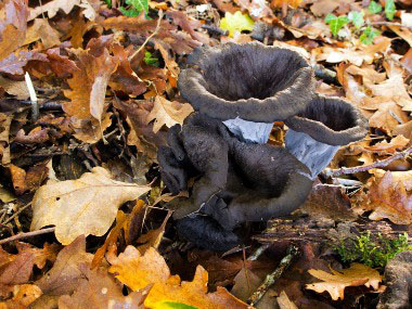 black trumpet mushrooms