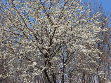 Prunus spinosa tree