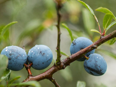 blackthorn berries