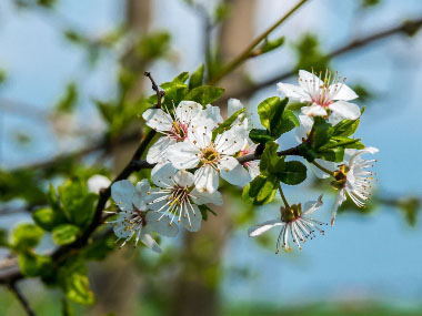 blackthorn flowers